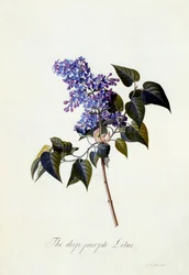 Il lillà viola scuro, c.1743